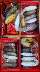 순위 변동 중 한 마리가 승부를 바꾼다