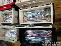 1   [진해] 갈치(텐빈 텐애) 굵은놈들 끝내 주네요~힘이 장사~해신호(오늘 … 1
