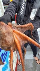 [사천] 삼천포 팔포피싱호 문어 쭈꾸미 갑돌이 예약받습니다