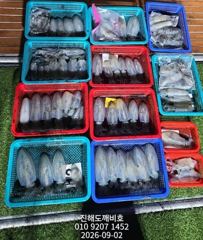 팁런무늬오징어 오늘예약가능합니다
