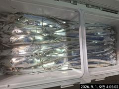 [진해] 9월1일 입항 먼바다 왕갈치 조황입니다