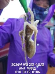 9월 2일 군산마루호 쭈꾸미 실시간 조항~☆