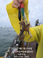 대호피싱호 쭈꾸미가 느나느나 잘 나오네요