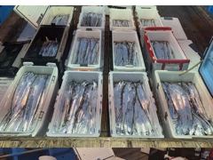 통영스카이호..."" 먼바다 대갈치 전원 쿨러 조황""...최고 20kg이상...다시 대갈치 나옵니다..오늘 3자리여유 예약가능합니다