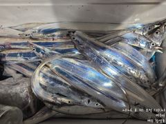 오늘밤 9월2일 내만갈치 출동합니다 사진
