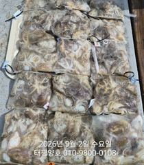★★ 9/2 [군산 대일피싱] 태평양호 쭈꾸미 조황 !~ 내일 8자리있습니다.