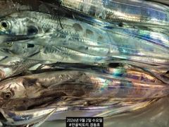 빅토리점경동호 먼바다갈치외줄 16석 전원쿨러조항씨알굿