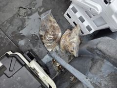 9월2일 장고항 한일호 쭈꾸미 출항사진