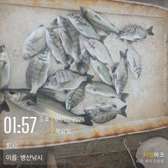 1시간전 [통영] 9월2일 갈치 사이즈좋은 걸로 좀 잡아왔어요~날씨 좋은날 소수인원이라도 무조건 나갑니다~