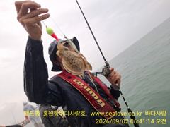 주꾸미 갑오징어 조황 입니다,