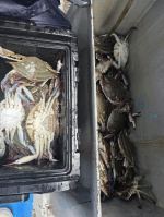 쭈갑문어조황 글만 보기 사진
