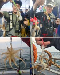 실시간 조황 - 9월3일 인천남항 테슬란호 쭈꾸미조황입니다~~^^