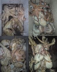 [고흥,녹동] <고흥녹동> 청룡호 오후반6시간 돌문어 핫조황!!