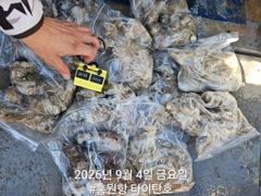 오늘의조황 - [홍원항 타이탄호] 9월3일(목) 마릿수 좋아지고 있습니다~ - 홍원항 타이탄호