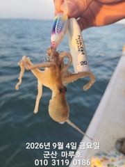 9월 4일 군산 마루호 쭈꾸미 최종조항~☆