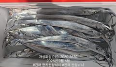 내만 갈치 텐빈 은빛 갈치 마릿수 조황 오늘 무조건 출항 자리여유많음 사진