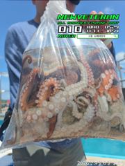 (南)남해조황 - [고흥뉴베테랑호]26.09.06 문어조황 사진