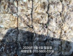 ★★ 9/6 [군산 대일피싱] 태평양호 쭈꾸미 대박조황~!~ 내일 4자리 있습니다.