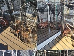 문어,강풍에도,키로,중치,와장창,,(예약가능)