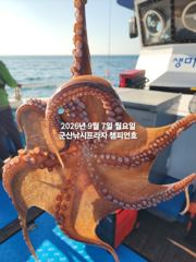 실시간 조황 - 7일,주간 왕문어 평균 싸이즈 부쩍커졌다~진짜 해볼만 합니다~10분 대박~싸이즈 굿, 마릿수 굿~내일부터 본격출조합니다~~~군산낚시프라자 챔피언호