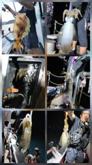 (南)남해조황 - 무늬팁런 연일 대박조황.....140수 오버...무시,무시... 사진