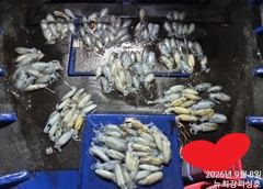 155수~ 이 날씨에도 대박 마릿수!!! 오후6시 출동!!! [1] 사진
