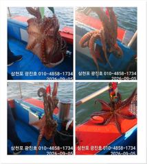 [사천] 쭈꾸미 장원100수{선비,5만} 9일 자리텅텅예약중
