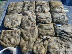 9월 8일 군산 강남호 쭈꾸미 망탱이 조황 (9수요일 주꾸미 예약 가능합니다