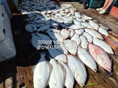 8일,날마다 쏟아지는 대광어~~초대대박~갑판에 쫘~악 ~!~싸이즈 굿굿~~군산낚시프라자 범고래호