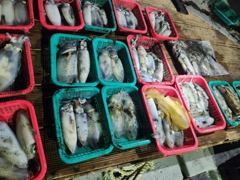 [거제] (무늬오징어)초릿대 들썩~내만권 마릿수 쭉 쭉~대동낚시(오늘 예… 사진