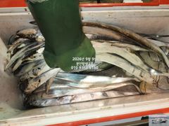 [마산] 내만갈치)파다닥 갈치야 기다립니다~언능 도전하세요~예약중 사진