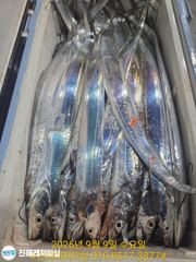 내만칼치ㅡ 초대박ㅡ미친듯이 계속올라옵니다(오늘예약가능