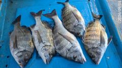 [고성] (감성돔)어초권 대물 진입 활발한 입질에 마릿수~고성베이호(11… 사진