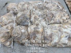 군산 대호피싱 쭈꾸미 대박 11분 모시고 사리 물때에도 잘 나오네요
