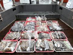 오늘의조황 - 피싱매니아 2026년9월6일 쭈갑조황입니다!! - 홍원항 피싱매니아호