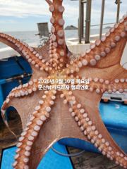 10일, 주간문어 가을시즌 싸이즈 좋아요~날시만 좋으면 마릿수조황 기대~14분출조~부쩍 커진 문어 굿~실시간~내일도 출조합니다~군산 챔피언호