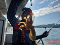 (南)남해조황 - 쭈&갑...먹물은 칠갑을해야 제맛 아입니까!!내일은 문어,모레는 쭈&갑으로 달려가겠습니다!! 사진