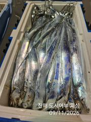 (南)남해조황 - 11일새벽 내만갈치 대박으로 계속갑니다!!엄청 올라와요!!일.월.화~예약중 사진