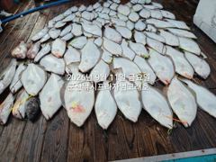 11일, 출조하면 초대대박 "대광어"열전~참돔,우럭등~싸이즈 대박 ~내일도 출조~군산낚시프라자 범고래호