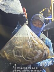[진해] 문어] 일요일 야간(오후4시~11시) 예약가능~ 일요일도 고고