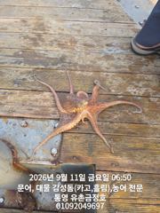 통영 금정호 오전문어 마릿수 좋습니다!! 내일과 모레 자리있습니다 사진