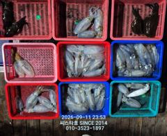 (씨스타호) 11일 무늬 상황입니다~~