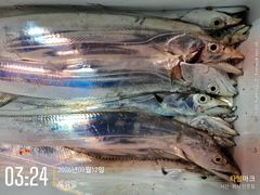 [진해] 먼바다 갈치 텐빈 태풍 가고 왕갈치 오고! 입질 퍽퍽! 일 월 …