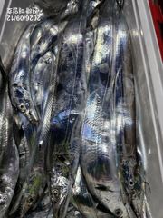 (南)남해조황 - [준내만갈치]오랜만에손맛보고왔습니다~!! 월요일,화요일 쭉 예약가능합니다^^ 사진
