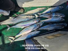 (東)동해조황 - 9/12(토)아침 대삼치 벌써 쿨러조과//야간팁런 오후7시출항