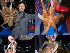 11일 조항.오늘도 터질듯하게 올라와 잡고온 야간~돌문어 마리수 잡으러 출조 갑니다 @ 오늘,일요일~몇 자리 예약가능