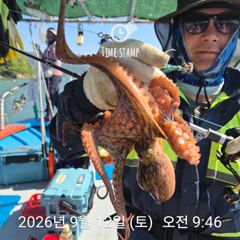 문어 장원 17마리