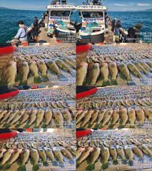 [고흥,녹동] 붉바리들..이정도는 잡아봐야지요 대박 붉바리조황입니다 9월12일