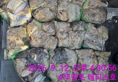 조황정보 - 9/12 쭈꾸미 조황 - 무창포선상낚시