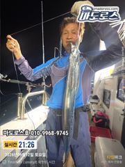갈치한치조황++ - 16석.먼바다왕갈치(외줄)3지4지 씨알급 마릿수 쿨러조황